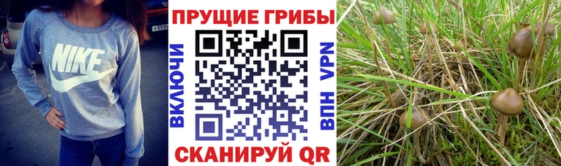 цена   Мариинск  Галлюциногенные грибы прущие грибы 